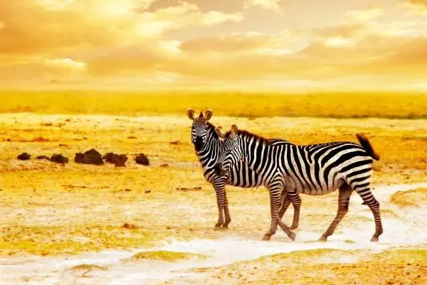 3 Days Tanzania Sharing Safari, Join Budgeted Group Tour 2024