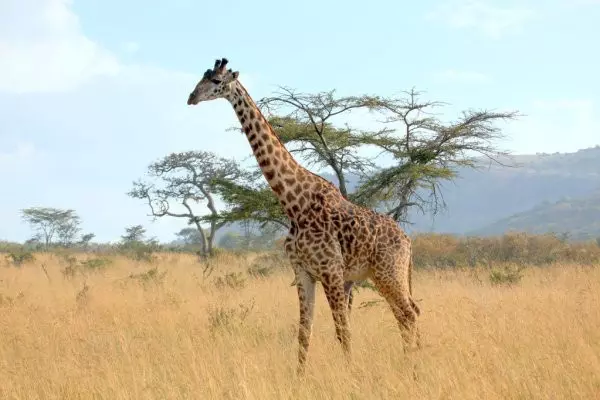 2 Days Tanzania Sharing Safari