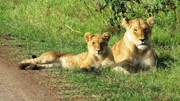 tanzania big 5 private safari tour operator 2024