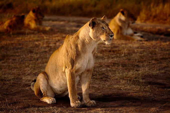 tanzania big 5 private safari tour operator 2024