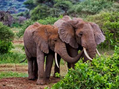 tanzania big 5 tour private safari operator 2024